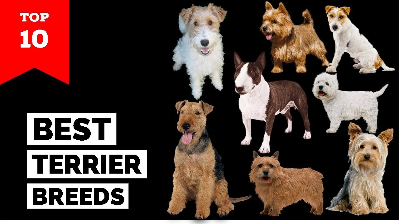 Terrier Breeds – Top 10 Popular Terrier Dogs - YouTube