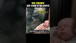 엄마 고릴라에게 생후 10개월 아기를 보여주자