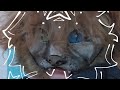 THERIAN/CAT MASK TUTORIAL ☆ FULL VIDEO /ᐠ - ˕ -マ