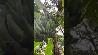 #banana#kannan#poovan#tasety#nature