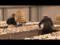 Le premier producteur français de champignons de Paris se trouve en Charente-Maritime