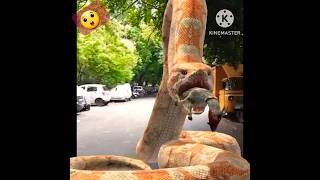 @titinoboa biggest anaconda ever😱😨😰 #snake #shorts #anaconda #titinoboa