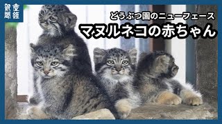 どうぶつ園のニューフェース　マヌルネコの赤ちゃん