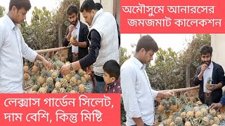 অমৌসুমে গার্ডেন ভরা আনারস, হাজার ক্রেতা তবে দাম অনেক বেশি। লেক্সাস গার্ডেন সিলেট