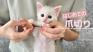 A kitten getting her nails clipped for the first time...