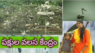 uppalapadu bird sanctuary attracts tourists place guntur.