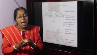 Lecture On Lumbar vertebrae