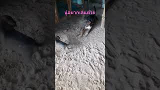 รับน้องหมาใหม่เข้าบ้าน #videoshort #shortsyoutube #หมา #สัตว์โลกน่ารัก #สุนัข