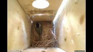 Bluebird Attacks Chickadee in Nest Box