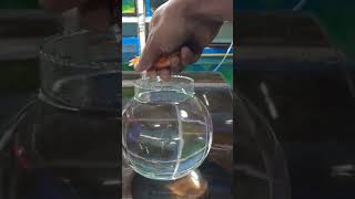 Goldfish Bowl ||🐠gold fish bowl set-up || Gold fish aquarium best fish decoration #fishing #fish