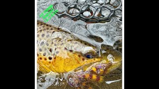 Mossy Creek Fly Fishing Forecast 12/2/2024