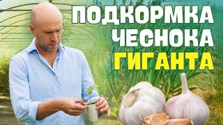 ПОДКОРМКА чеснока. Схема подкормки для РЕКОРДНОГО УРОЖАЯ