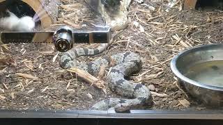 Banded Rock Rattlesnake (organ mountains local) - Live feeding - mouse goes nuts!