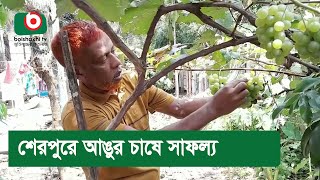 শেরপুরে আঙুর চাষে সাফল্য