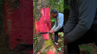 The process of harvesting red sandalwood bark in the forest