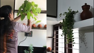 ചെടികൾ വച്ച് അടുക്കള ഭംഗിയാക്കിയാലോ?/  #jonshas world/kitchen decor idea with plants 😍