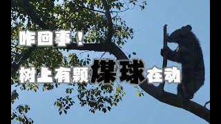 【萌寵星探官】看過紅山的熊爬樹，我再也不想看其他動物園的熊了！