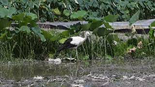 鳴門コウノトリ 2024/08/07 撮影 成長記録 徳島県鳴門市