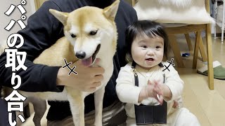 パパが出張から帰ってきた時のお出迎えが激しい1歳児と柴犬