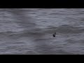 wilson s storm petrels scilly north atlantic summer u0026 autumn 2018