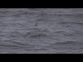 wilson s storm petrels scilly north atlantic summer u0026 autumn 2018