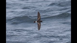 Wilson's Storm-petrels, Scilly, North Atlantic, summer \u0026 autumn 2018