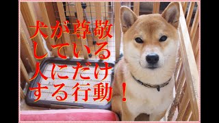 犬が尊敬している人だけにする行動！あなたは愛犬から尊敬されていますか！？