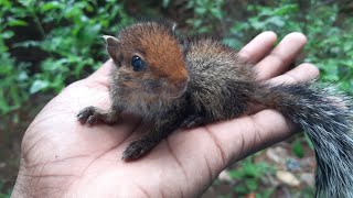 | എൻ്റെ അണ്ണാറക്കണ്ണൻ്റെ കഥ | |story of my Squirrels|