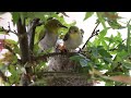 綠繡眼 japanese white eye 斯氏繡眼，離巢前的親子互動。