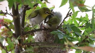 綠繡眼(Japanese White-Eye)/斯氏繡眼，離巢前的親子互動。