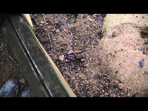 Whipsnade Zoo Whipsnade Zoo
