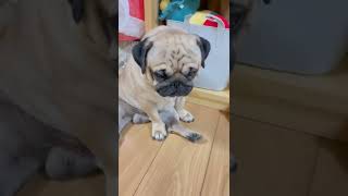 【パグ】今日は何本歯が出るでしょうクイズPart2。#パグ #pug #日常 #shorts #癒し