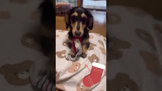 【犬の動画】洗濯物の悲劇