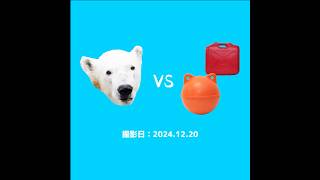 〈動画切り抜き〉ホッキョクグマのフブキvsおもちゃ #longshots