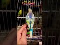 rambow spangle budgies 😍 very rare 👌plzz subscribe our channel u0026 more video s 🙏🙏🤗 shorts budgies