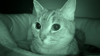 夜の暗闇の中の猫の様子を赤外線カメラで撮影。