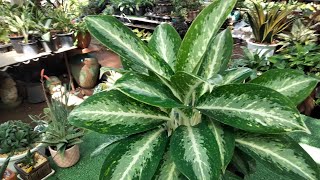 Aglaonema,plant to grow at home,plant in door,lucky to