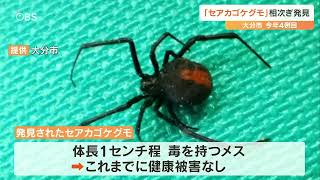 住宅の庭に「セアカゴケグモ」見つかる　7月に入って3匹目　市が注意呼びかけ　大分