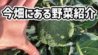 【農業】これから収穫が始まる野菜を中心に紹介します｜品種の違うにんじんを生で食べ比べ