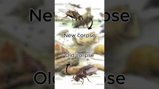 Human-eating beetles? - Part 2  #beetles #corpse #insects