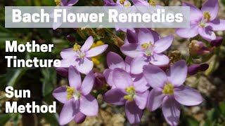 Bach Flower Remedies | Mother Tincture | Sun Method