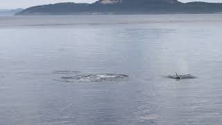 Transient Orcas off Henry Island