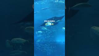 【沖縄旅】Okinawa Churaumi Aquarium / 美ら海水族館へ(旅行) #shorts