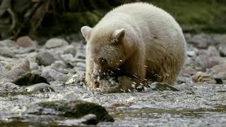 Great Bear Rainforest at the Fleet Science Center