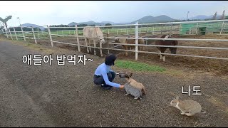 [제주살이커플]제주도라서 할 수 있는 데이트 (제주 로컬 음식점 방문  / 방목 농장에서 동물친구들 먹이주기 / ‘올티스’ 티클래스 체험)