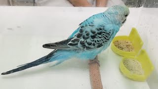 吐き気・膨羽・未消化便・足が冷たい・食べたフリ　【入院しました】　セキセイインコ　【壮年期】胡桃・希　【成鳥後期】若　pinohana