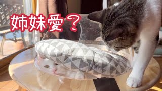 【保護猫】助けようとするゴマちゃんから隠れるもちさん