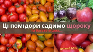 Сорти помідор, перевірені часом. Збираємо урожай літо 2024