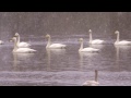 白鳥・雪の一ノ関ため池親水公園