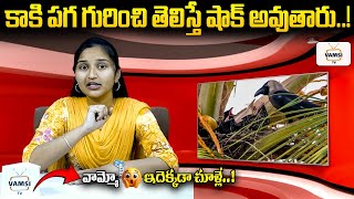 కాకి పగ గురించి తెలిస్తే షాక్ అవుతారు...! |Will crows seek revenge? | @VamsiTVChannel | #yt